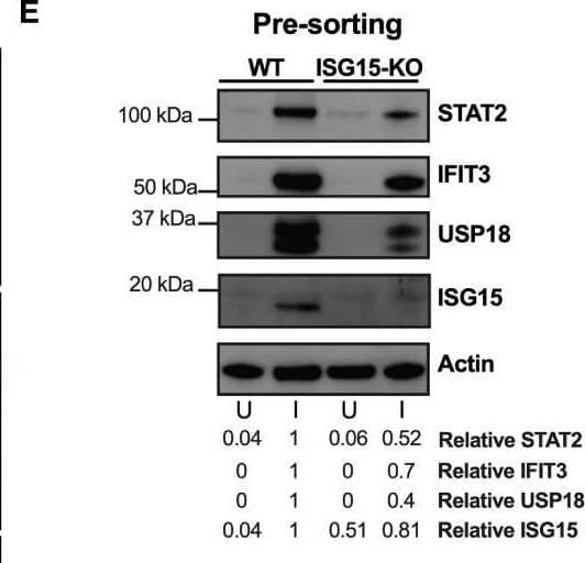 Detection of ISG15/UCRP by Western Blot