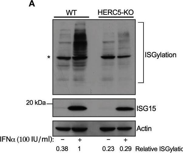 Detection of ISG15/UCRP by Western Blot