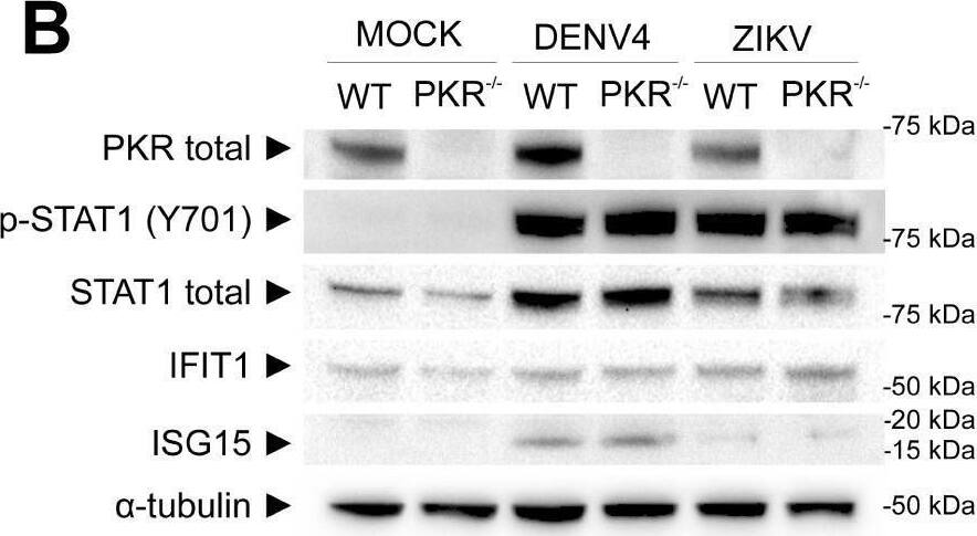 Detection of ISG15/UCRP by Western Blot
