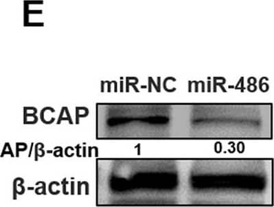 Detection of Mouse BCAP/PIK3AP1 by Western Blot