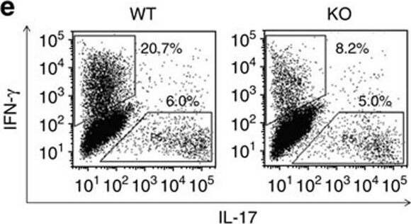 Detection of Mouse IFN-gamma by Flow Cytometry