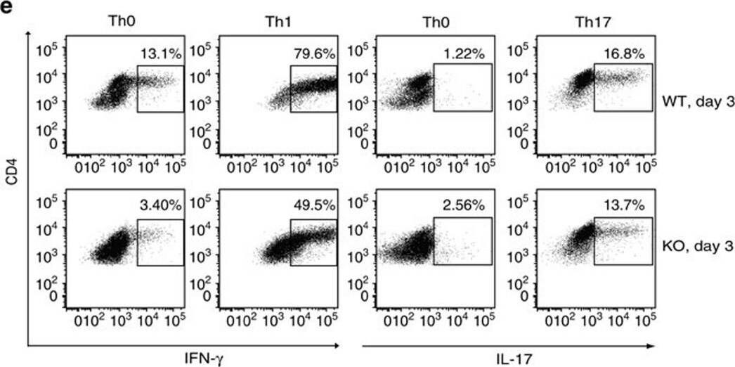 Detection of Mouse IFN-gamma by Flow Cytometry