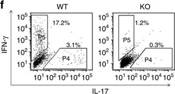 Detection of Mouse IFN-gamma by Flow Cytometry
