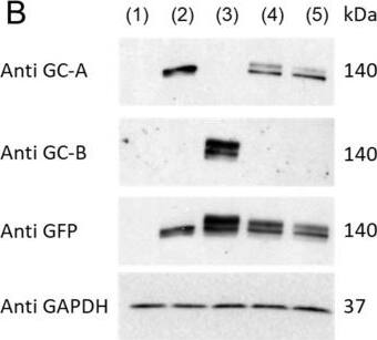 Detection of NPRA/NPR1 by Western Blot
