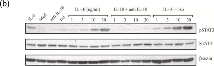 Detection of Human STAT3 by Western Blot