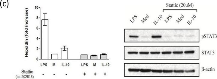 Detection of Human STAT3 by Western Blot