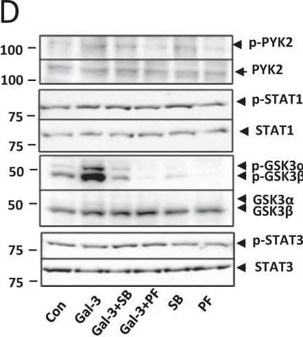 Detection of Phospho-STAT3 (S727) by Western Blot