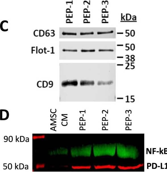 Detection of CD63 by Western Blot