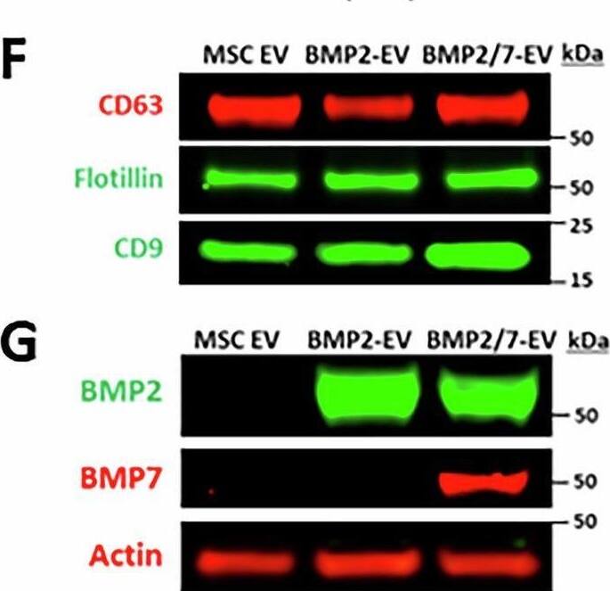 Detection of CD63 by Western Blot