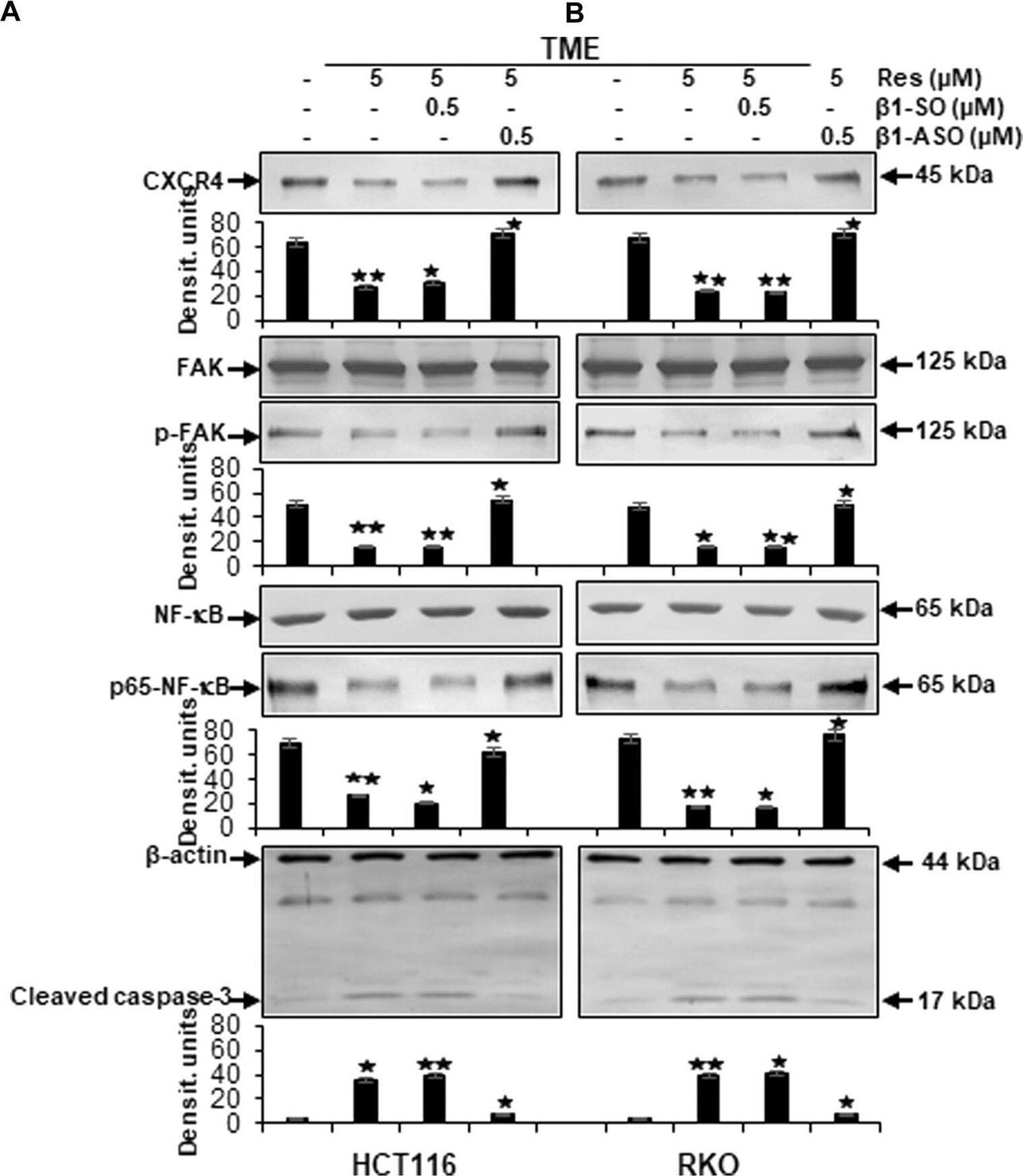 Detection of RelA/NF kappa B p65 by Western Blot