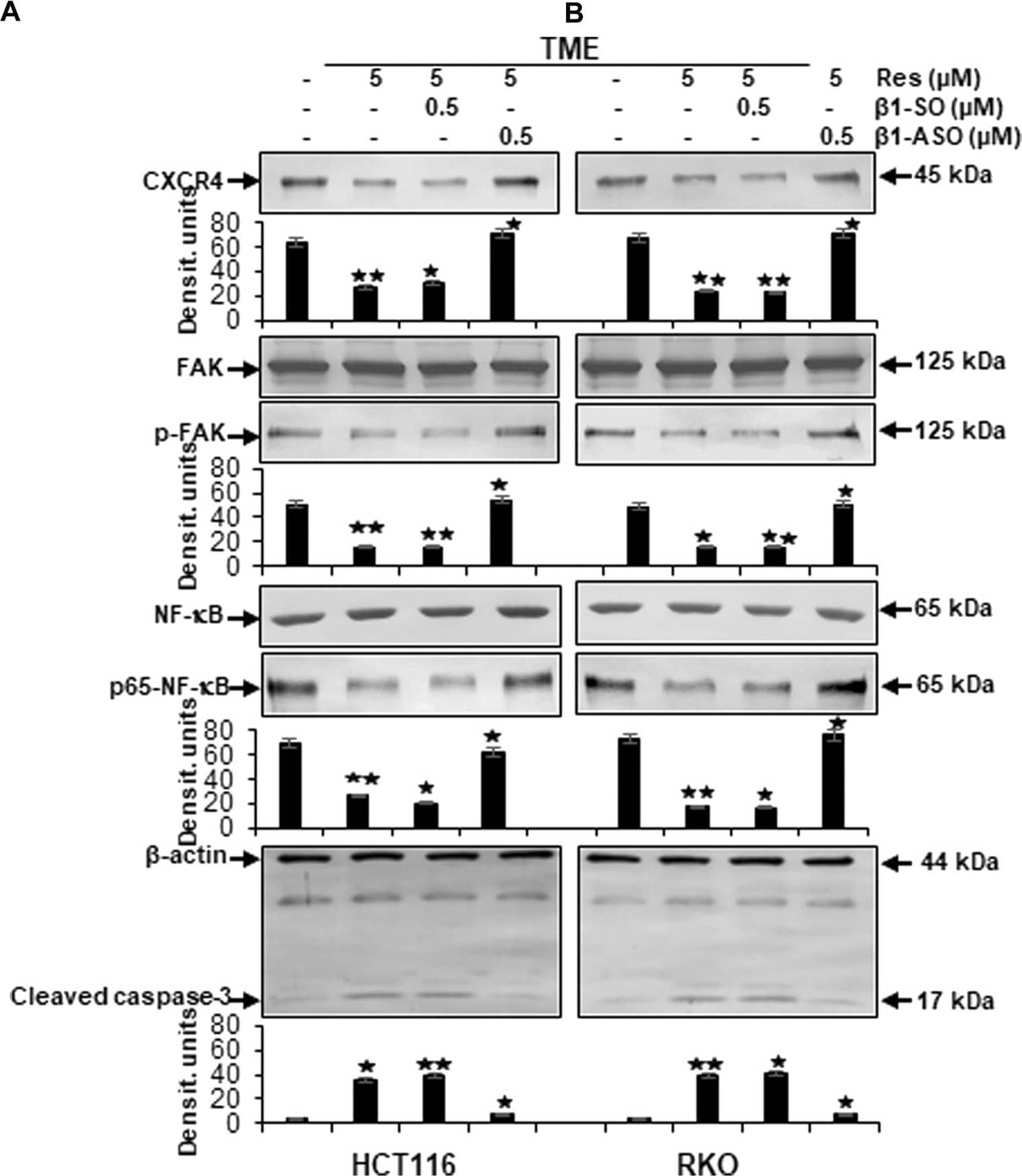 Detection of RelA/NF kappa B p65 by Western Blot