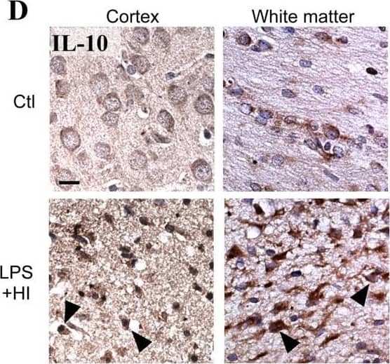 Detection of Rat IL-10 by Immunohistochemistry