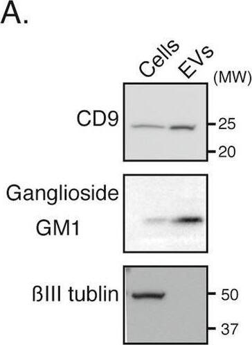 Detection of CD9 by Western Blot