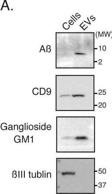 Detection of CD9 by Western Blot