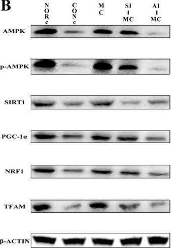 Detection of Rat Nrf1 by Western Blot
