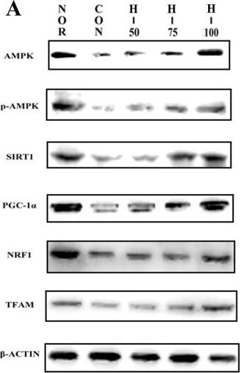Detection of Rat Nrf1 by Western Blot