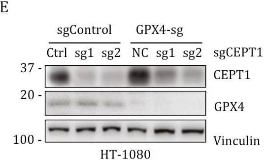 Detection of Glutathione Peroxidase 4/GPX4 by Western Blot