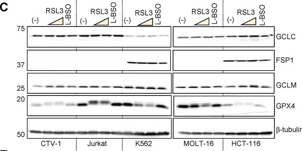 Detection of Glutathione Peroxidase 4/GPX4 by Western Blot