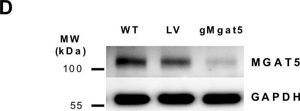 Detection of N-Acetylglucosaminyltransferase V/MGAT5 by Western Blot