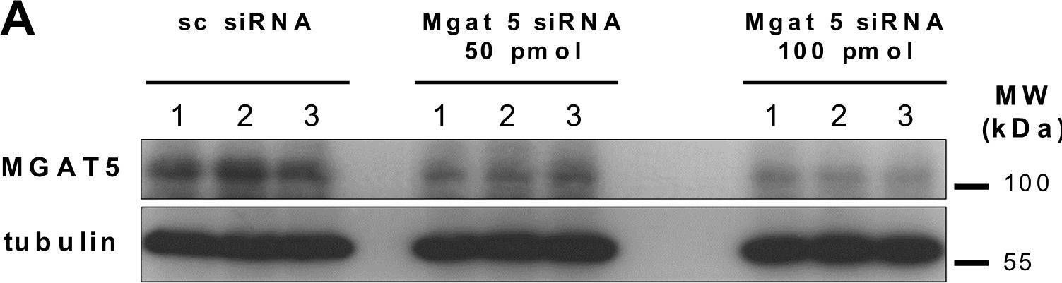 Detection of N-Acetylglucosaminyltransferase V/MGAT5 by Western Blot