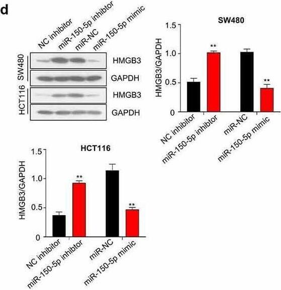 Detection of HMGB3 by Western Blot