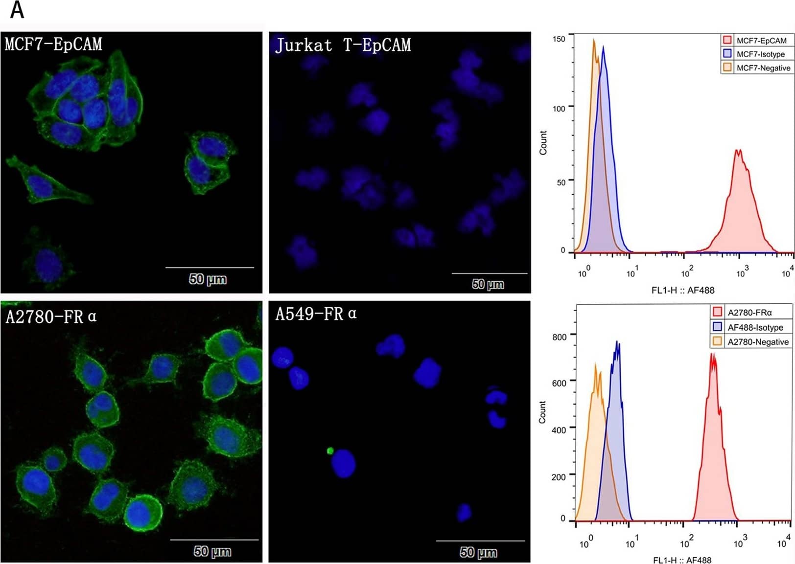 Detection of Human FOLR1 by Immunocytochemistry/Immunofluorescence