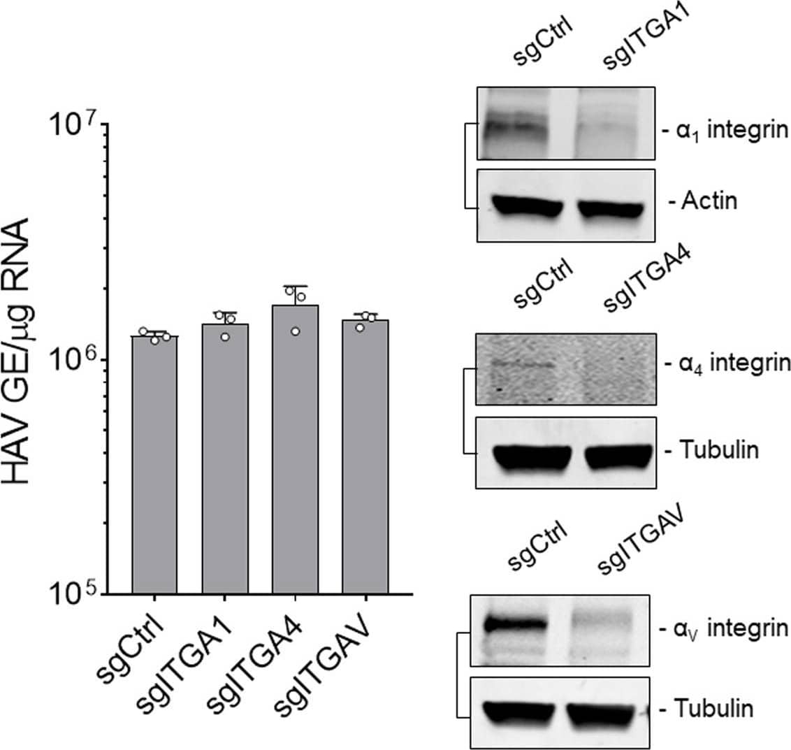 Detection of Human Integrin alpha 1/CD49a by Western Blot