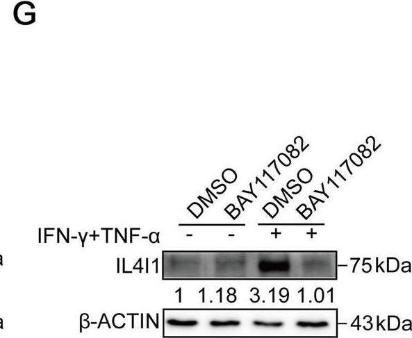 Detection of IL-4I1 by Western Blot