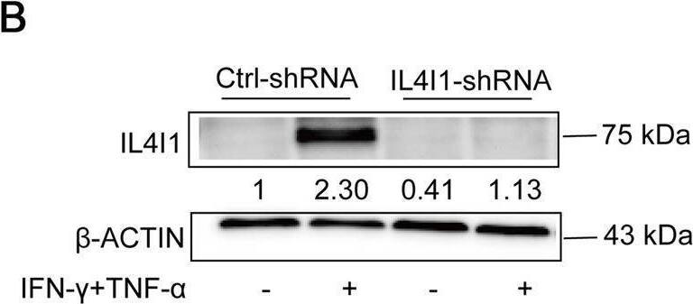 Detection of IL-4I1 by Western Blot
