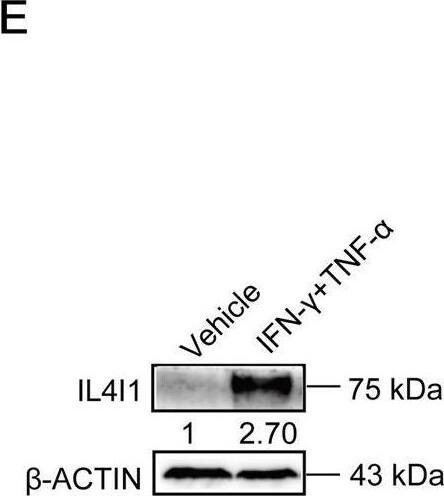 Detection of IL-4I1 by Western Blot