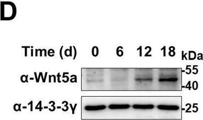 Detection of Mouse 14-3-3 gamma by Western Blot