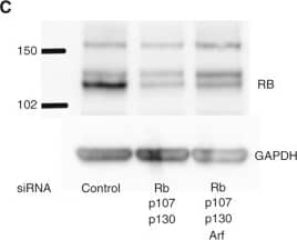 Detection of Human GAPDH by Western Blot