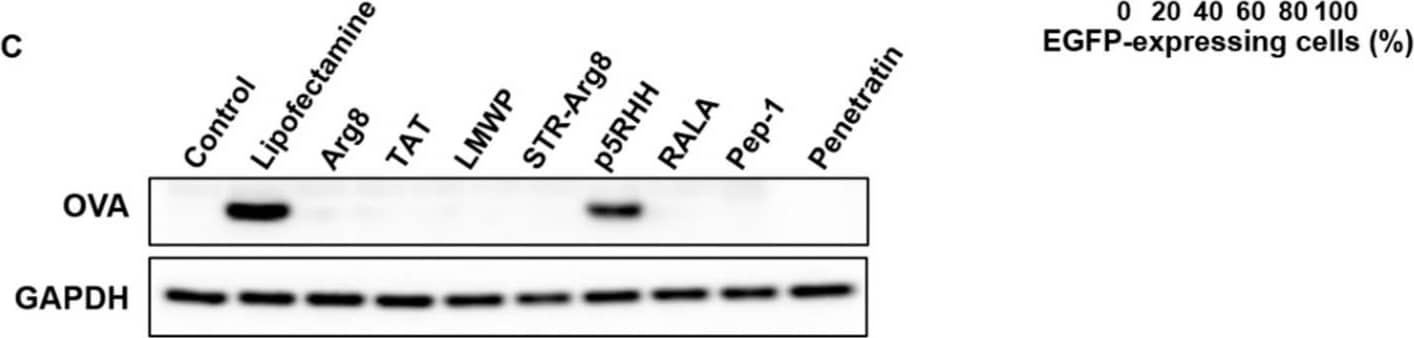 Detection of GAPDH by Western Blot