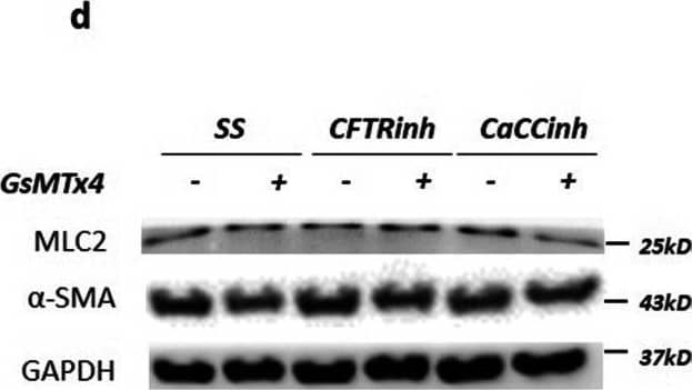 Detection of GAPDH by Western Blot