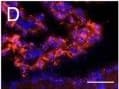 Detection of Mouse CX3CL1/Fractalkine by Immunocytochemistry/Immunofluorescence