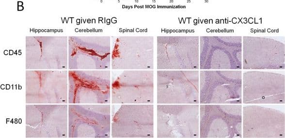 Detection of Mouse CX3CL1/Fractalkine by Immunohistochemistry-Frozen