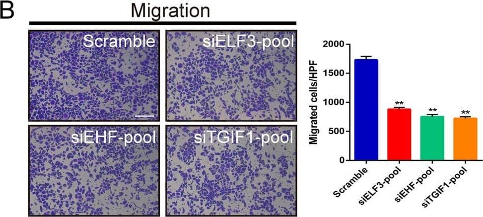Detection of Human ELF3/ESE-1 by Immunohistochemistry