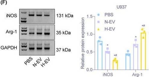 Detection of Arginase 1/ARG1 by Western Blot