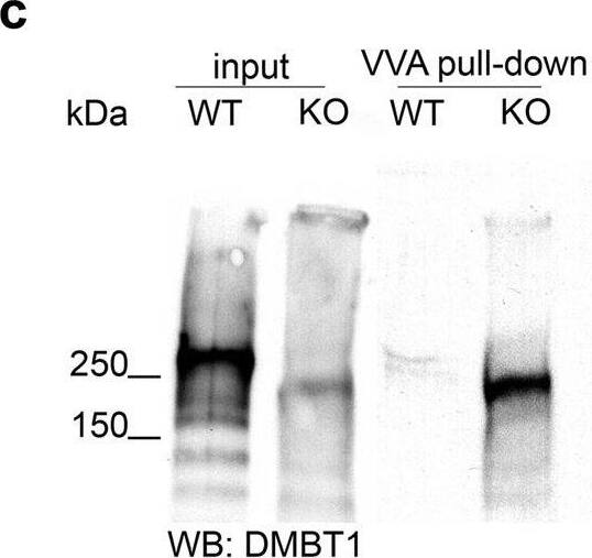 Detection of Mouse DMBT1/GP340 by Western Blot