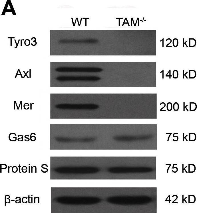 Detection of Mouse Mer by Western Blot