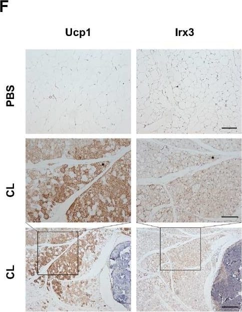 Detection of Mouse UCP1 by Immunohistochemistry