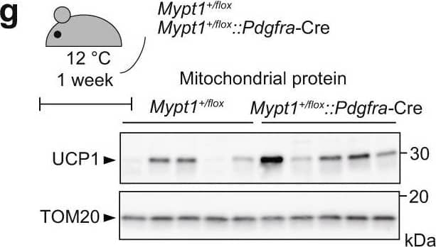 Detection of Mouse UCP1 by Western Blot