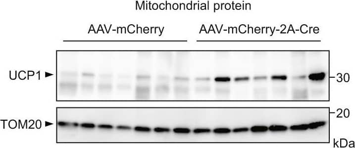 Detection of Mouse UCP1 by Western Blot
