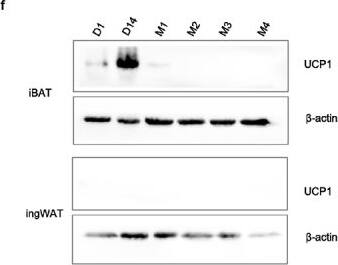 Detection of UCP1 by Western Blot