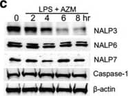 Detection of GM-CSF by Western Blot