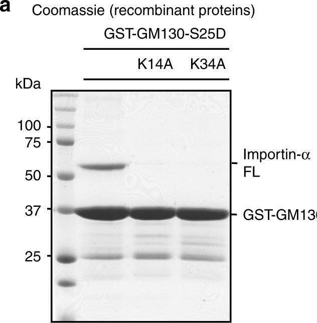 Detection of Importin alpha 2/KPNA2 by Western Blot