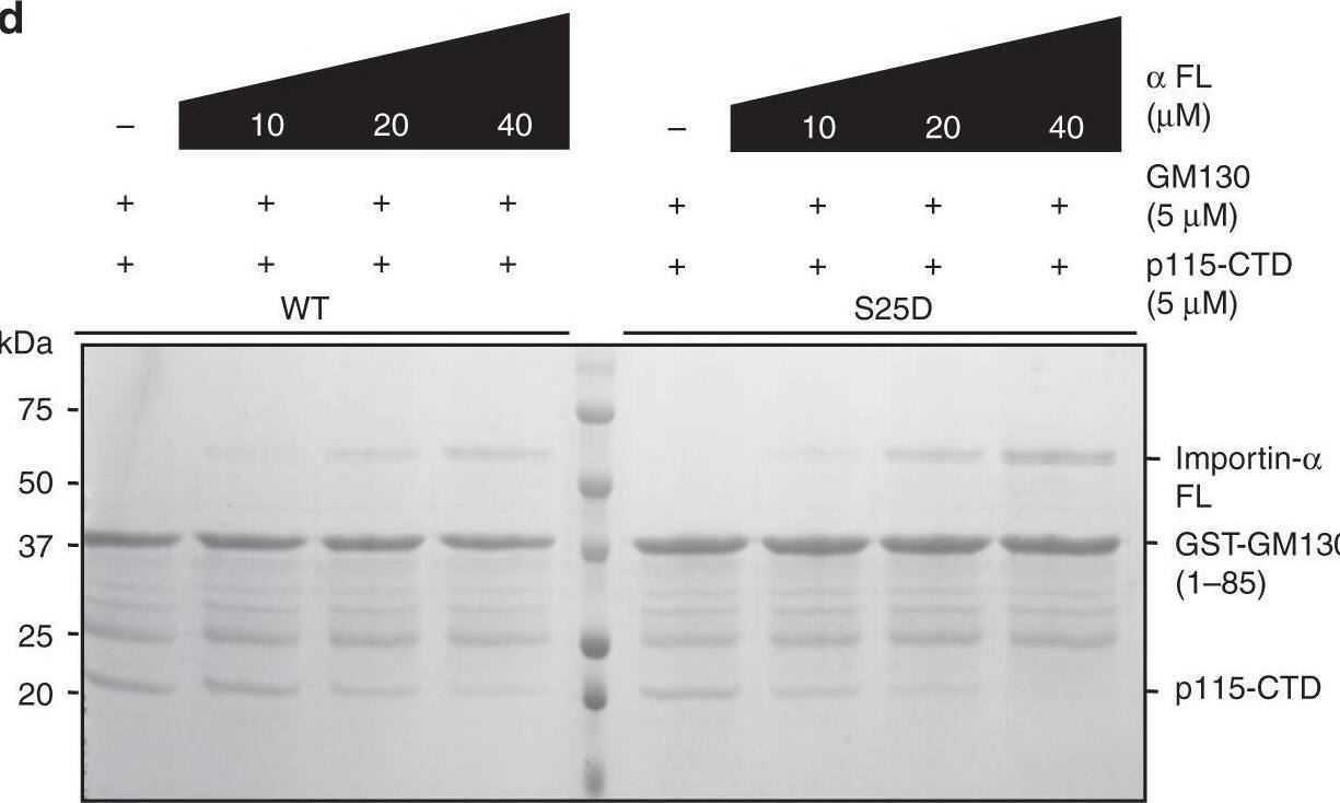 Detection of Importin alpha 2/KPNA2 by Western Blot
