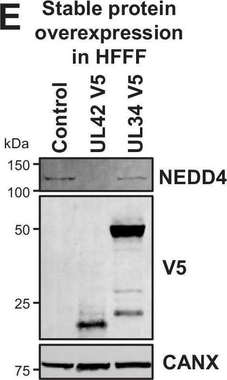 Detection of NEDD4 by Western Blot