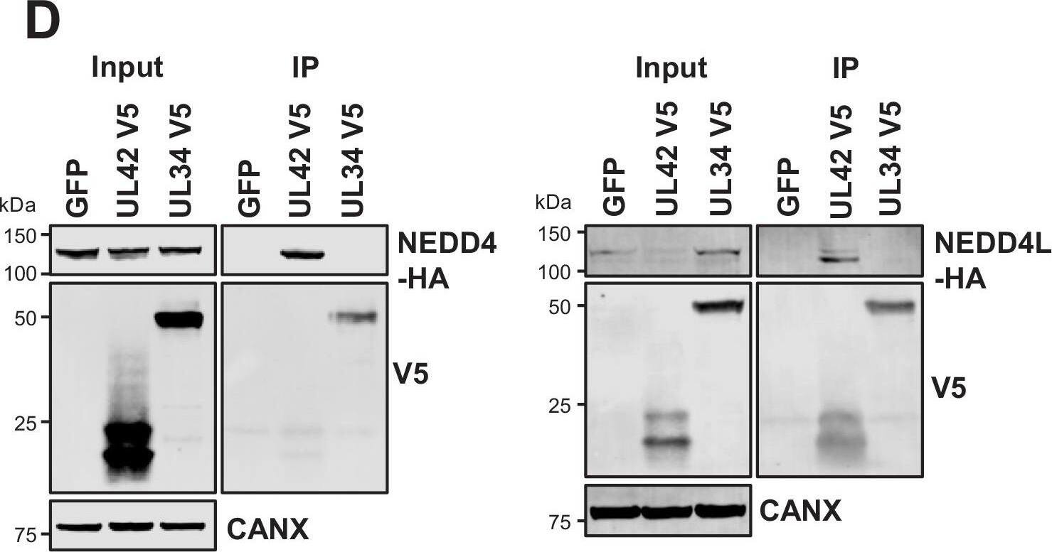 Detection of NEDD4 by Western Blot