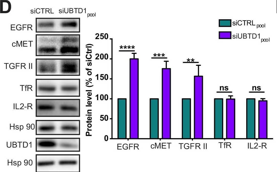 Detection of CD25/IL-2R alpha by Western Blot